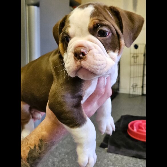 English Bulldog - Both