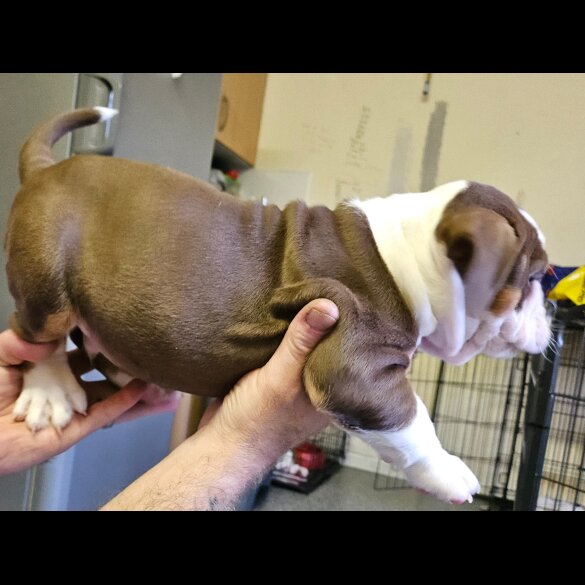 English Bulldog - Both
