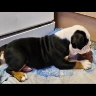 English Bulldog - Both