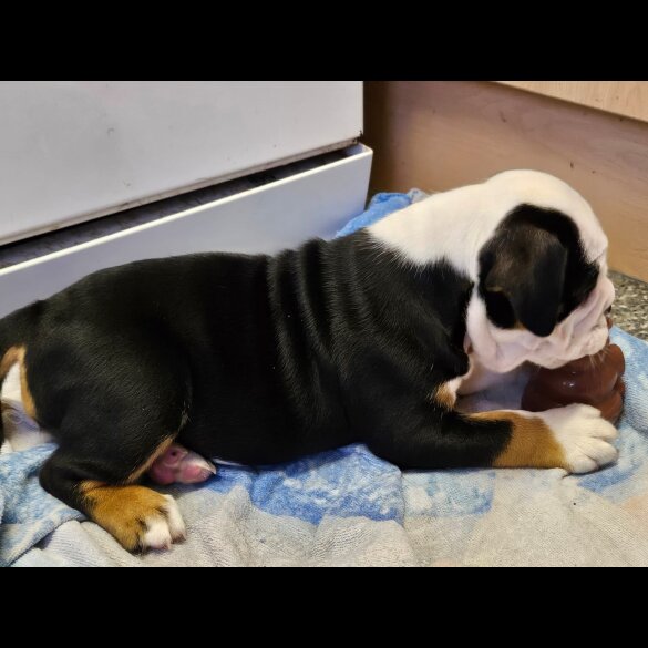 English Bulldog - Both