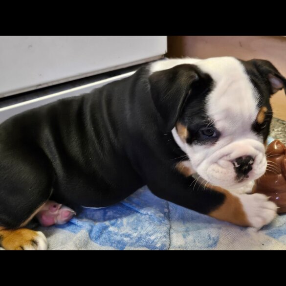 English Bulldog - Both