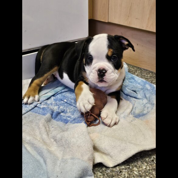 English Bulldog - Both