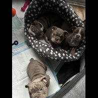 English Bulldog - Both