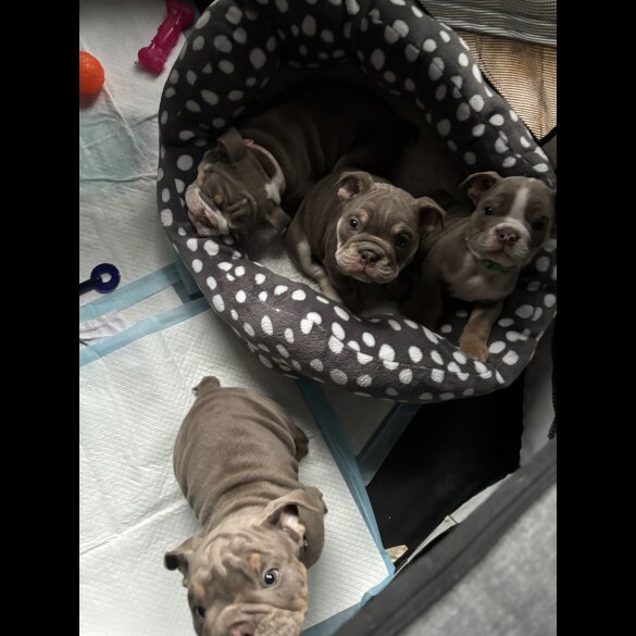 English Bulldog - Both