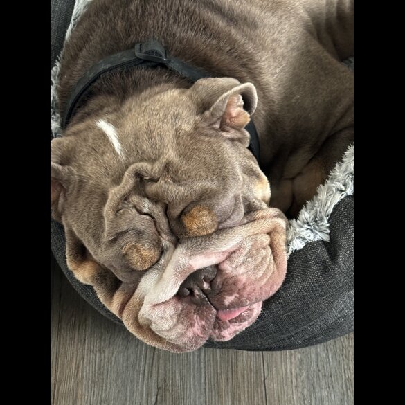 English Bulldog - Both