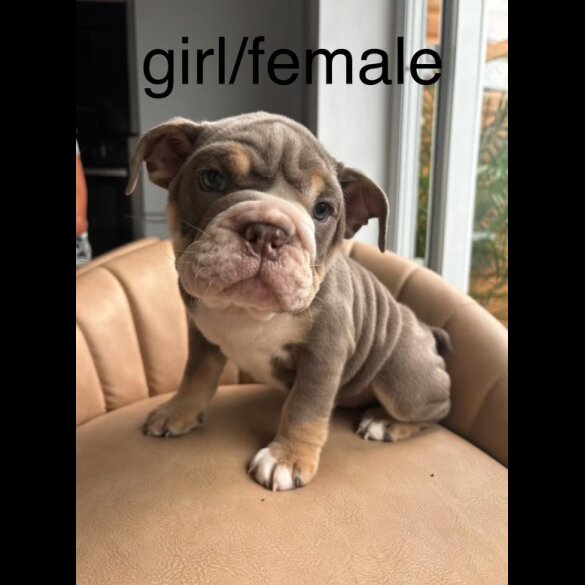English Bulldog - Both