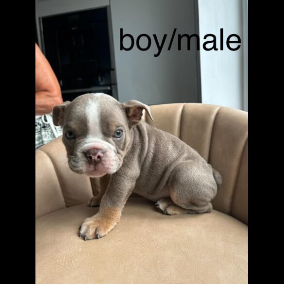English Bulldog - Both