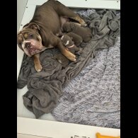English Bulldog - Both
