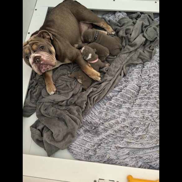 English Bulldog - Both