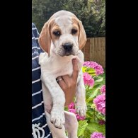 English Pointer - Both