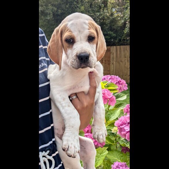 English Pointer - Both