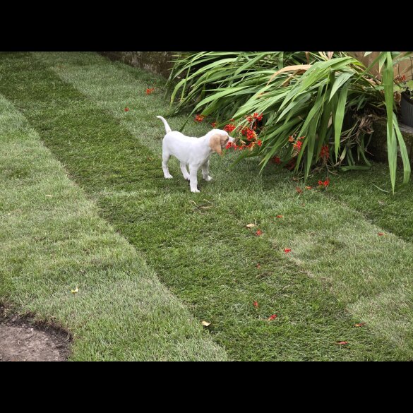 English Pointer - Both
