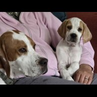 English Pointer - Both