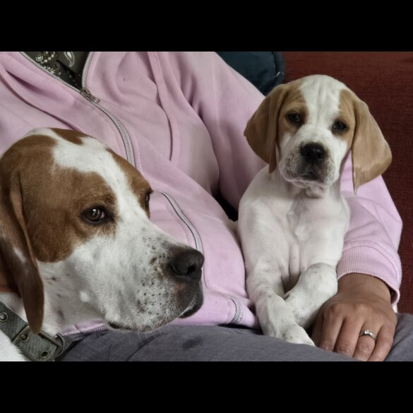 English Pointer - Both