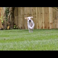 English Pointer - Both