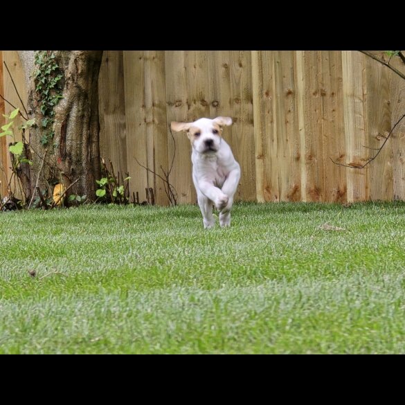 English Pointer - Both