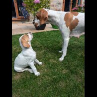 English Pointer - Both