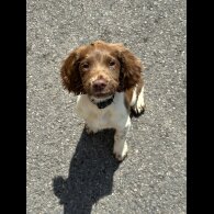 English Springer Spaniel - Both