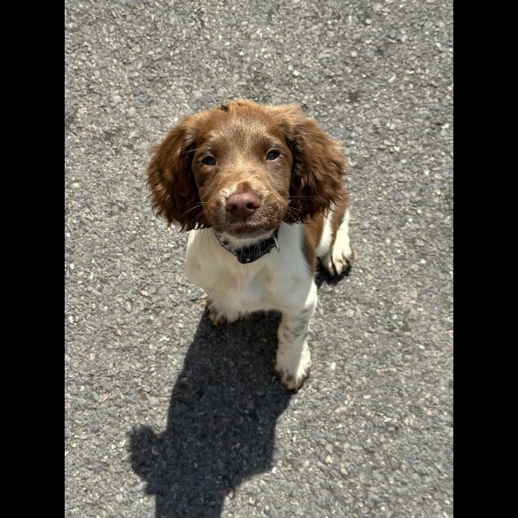 English Springer Spaniel - Both