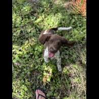 English Springer Spaniel - Both