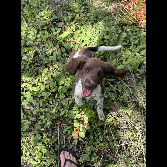 English Springer Spaniel - Both