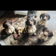 English Springer Spaniel - Both