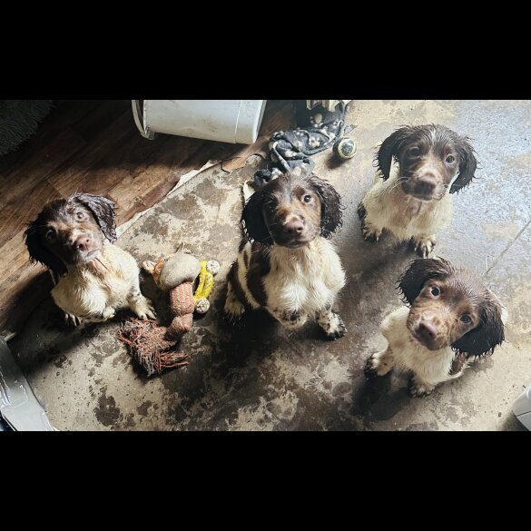 English Springer Spaniel - Both