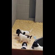 English Springer Spaniel - Dogs