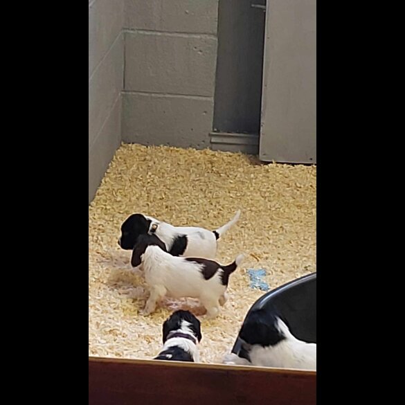 English Springer Spaniel - Dogs