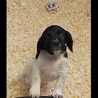 English Springer Spaniel - Dogs