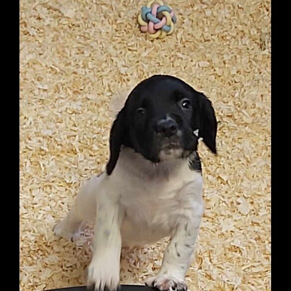English Springer Spaniel - Dogs