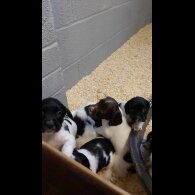 English Springer Spaniel - Dogs