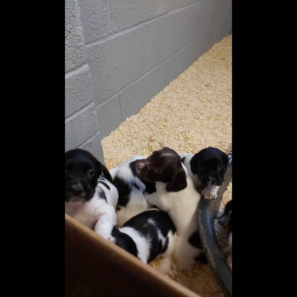 English Springer Spaniel - Dogs
