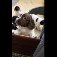 English Springer Spaniel - Dogs