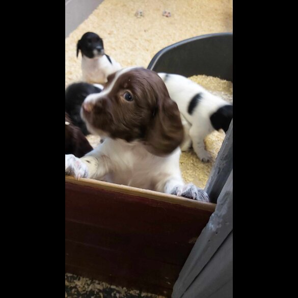 English Springer Spaniel - Dogs