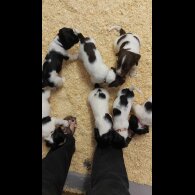 English Springer Spaniel - Dogs