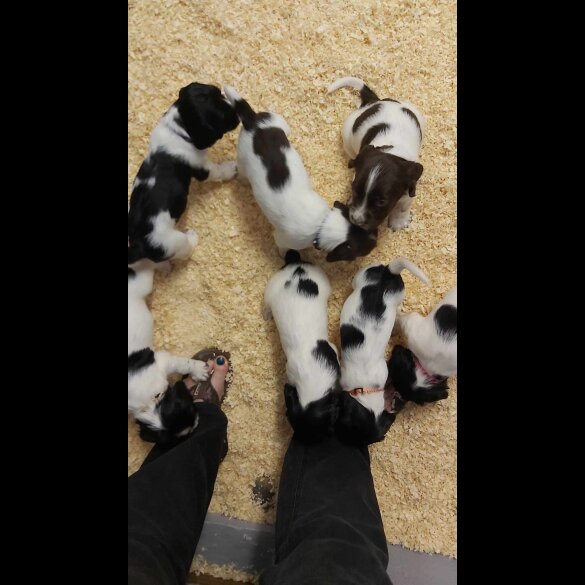 English Springer Spaniel - Dogs
