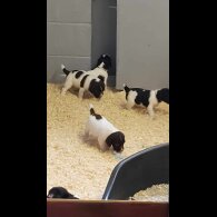 English Springer Spaniel - Dogs