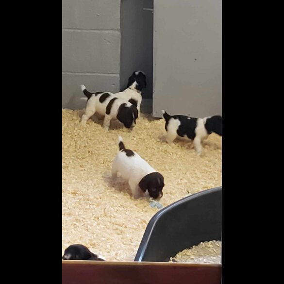 English Springer Spaniel - Dogs