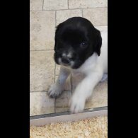 English Springer Spaniel - Dogs