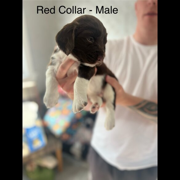 English Springer Spaniel - Both
