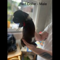 English Springer Spaniel - Both