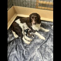 English Springer Spaniel - Both