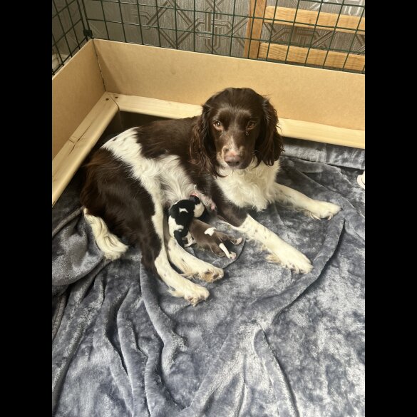 English Springer Spaniel - Both