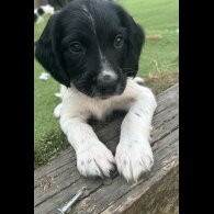 English Springer Spaniel - Both
