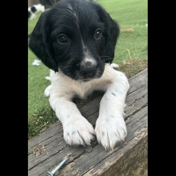 English Springer Spaniel - Both