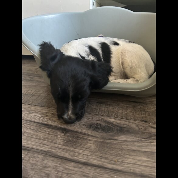 English Springer Spaniel - Both