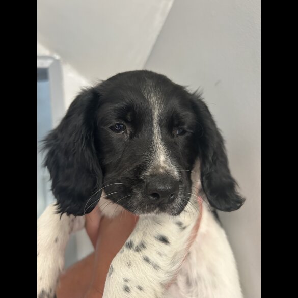 English Springer Spaniel - Both