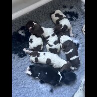 English Springer Spaniel - Both