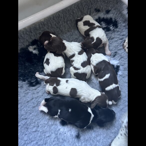 English Springer Spaniel - Both